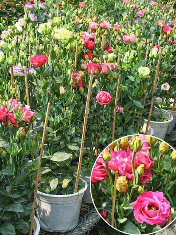Cây Hoa Cát Tường