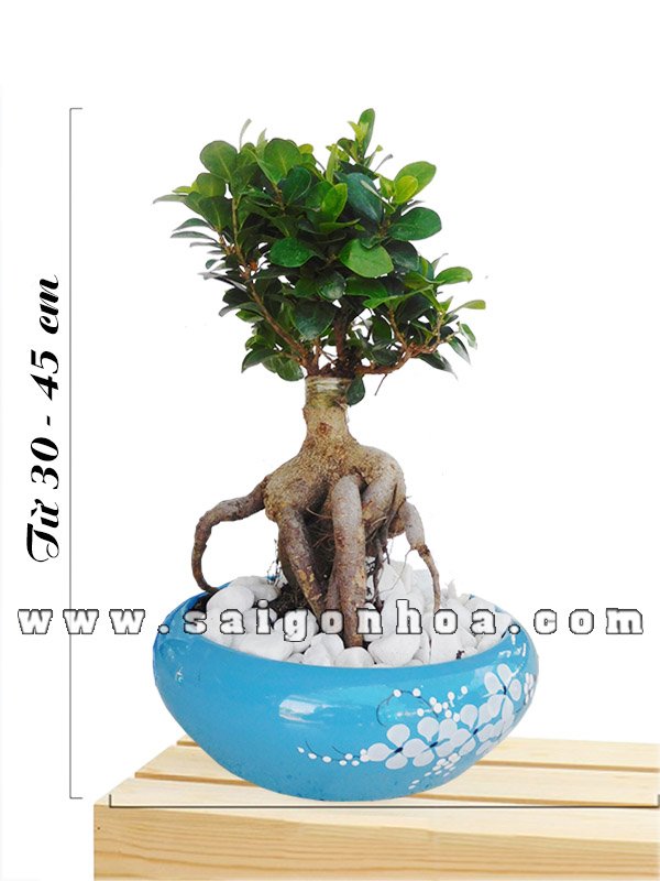 Cây Si Bonsai Để Bàn