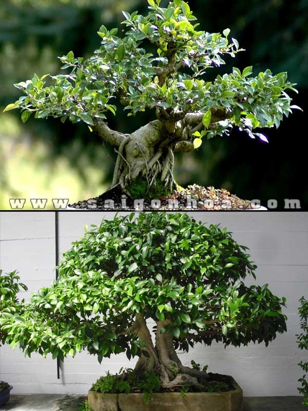 Cây Sanh Tầng Bonsai