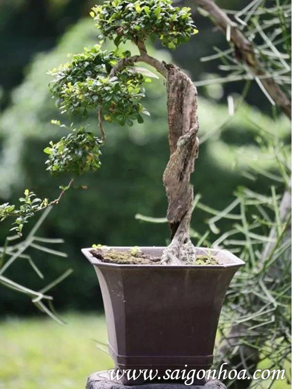 Cây Duối Bonsai