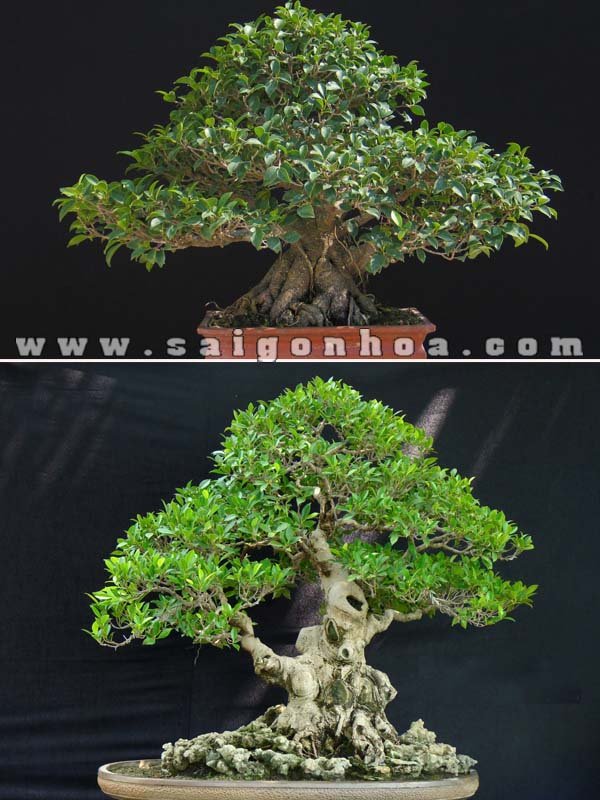 Cây Si Bonsai