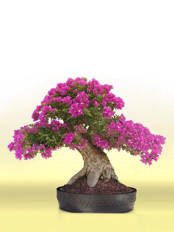 Cây Hoa Giấy Bonsai