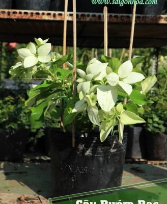 Cây Bướm Bạc