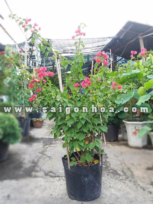 Cây Bông Giấy
