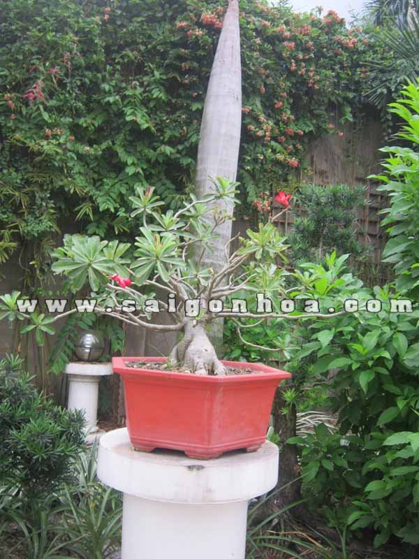 Cây Sứ Thái Hồng