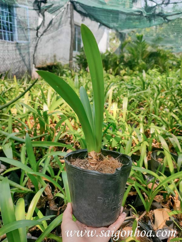 Cây Bạch Trinh Biển