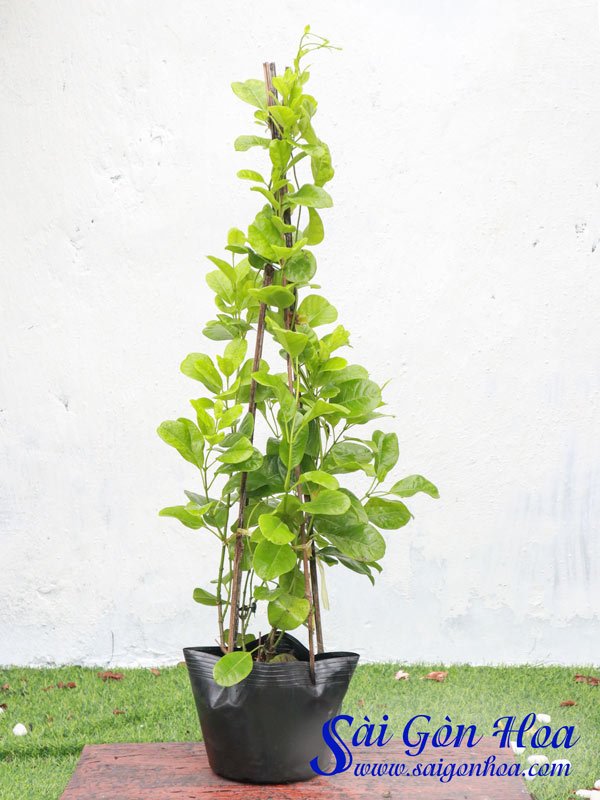 Cây Huỳnh Đệ