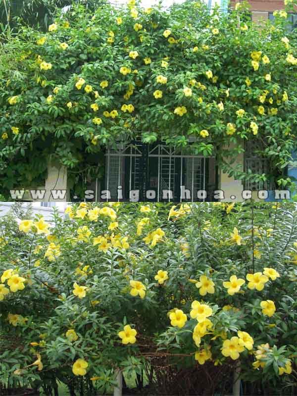 Cây Hoa Huỳnh Anh