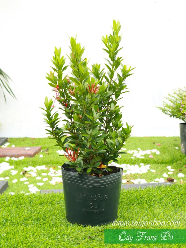 Cây Trang Đỏ