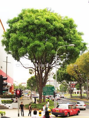 Cây Xà Cừ