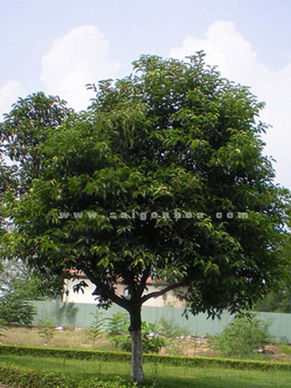Cây Viết