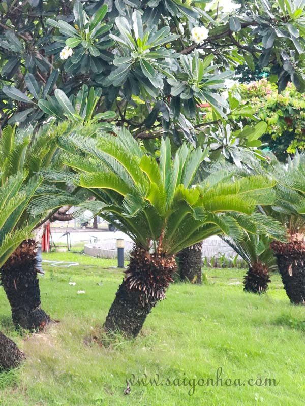Cây Vạn Tuế