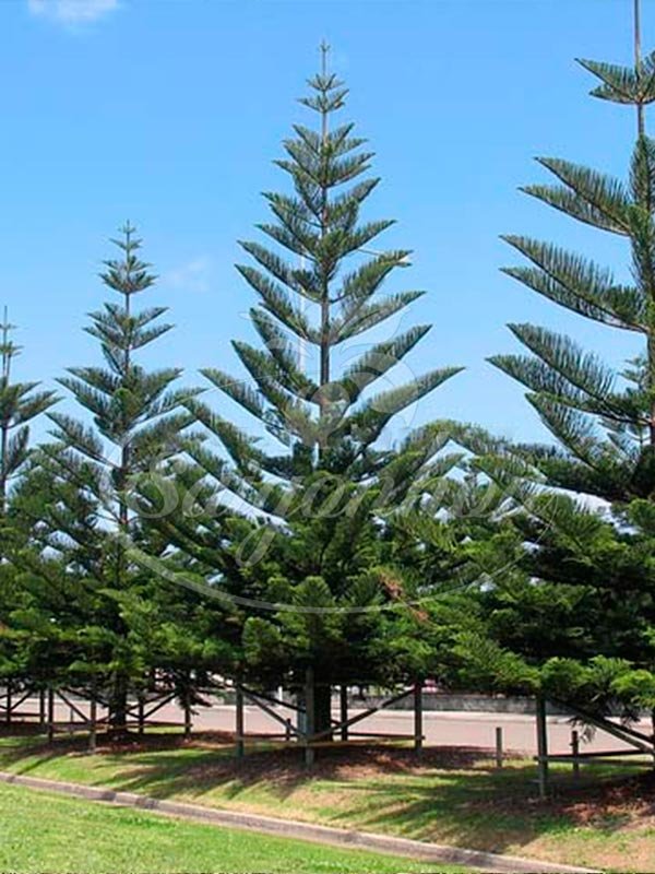 Cây Tùng Bách Tán Sân Vườn