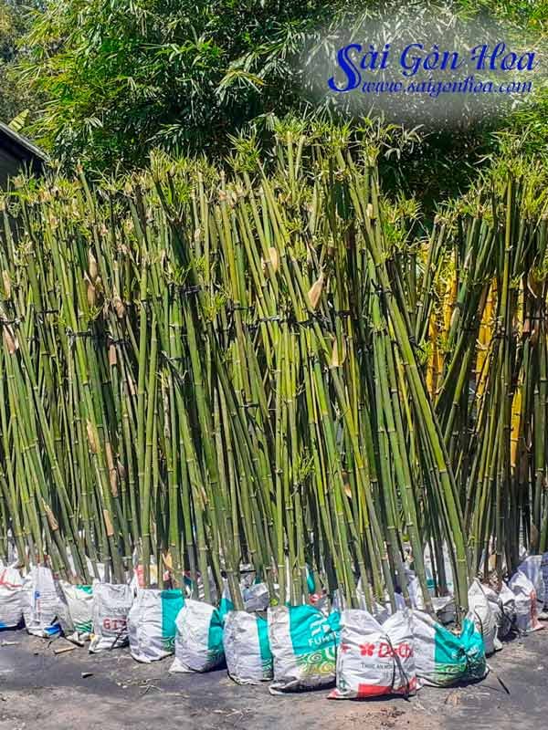 Cây Trúc Cần Câu