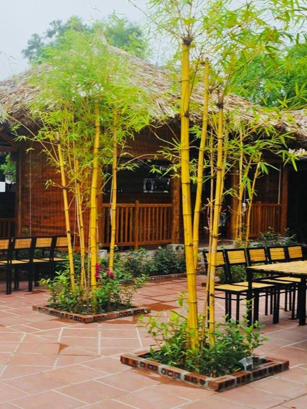 Cây Tre Vàng Sọc