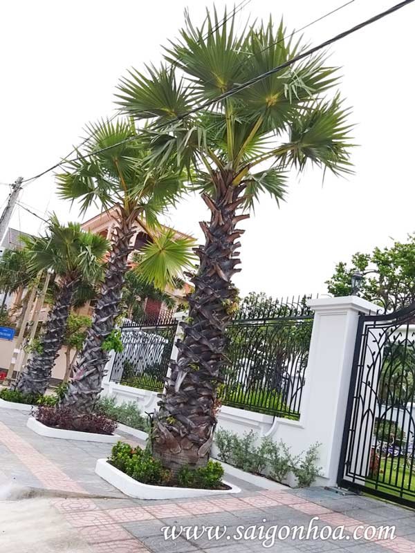 Cây Thốt Nốt