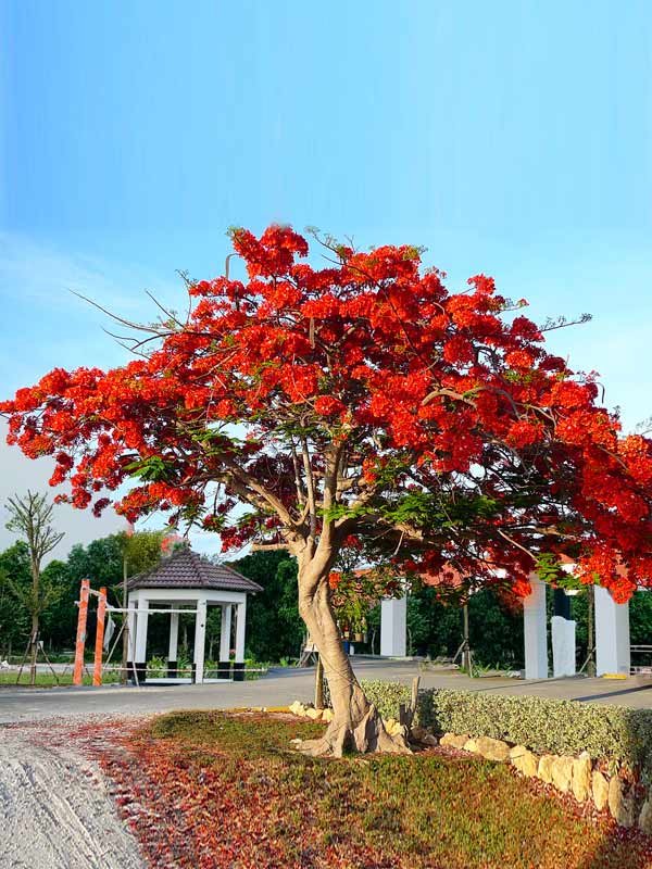 Cây Phượng Vĩ