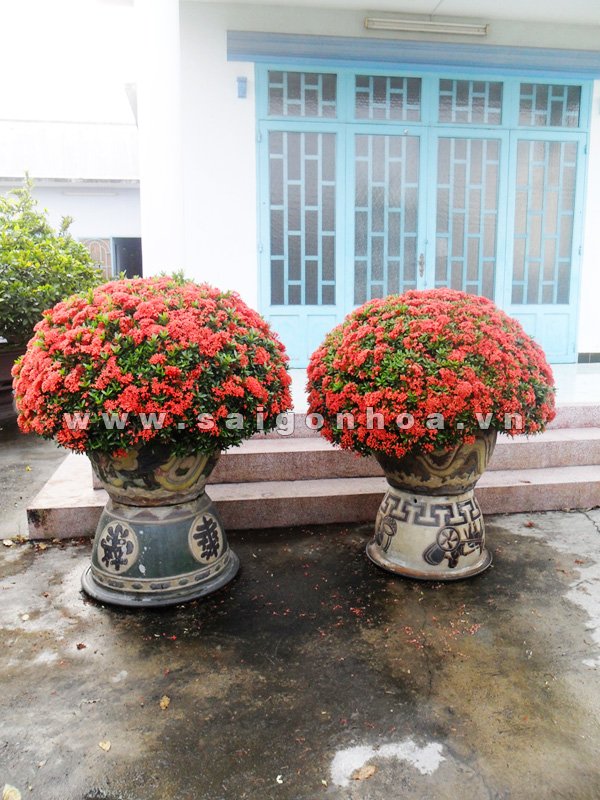 Cặp Cây Trang Đỏ Bonsai