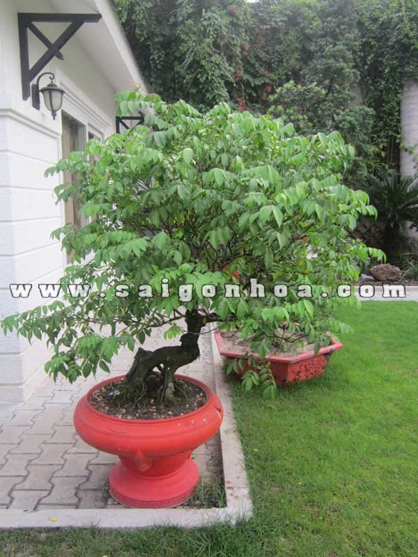 Cây khế bonsai