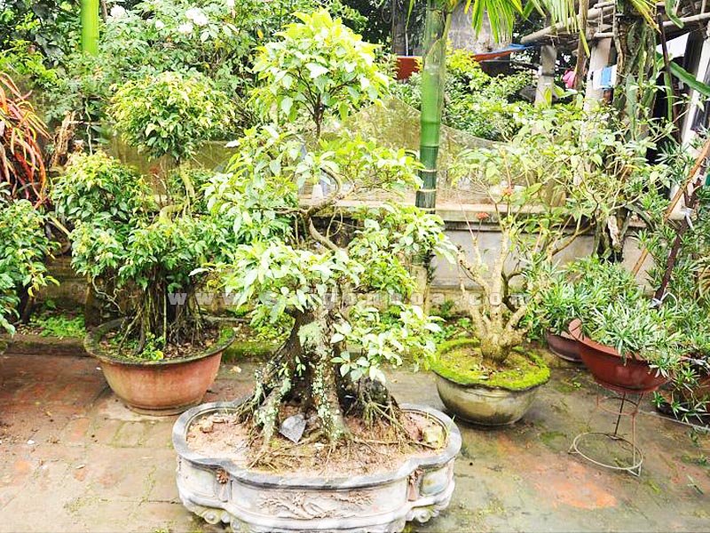 Cây sung bonsai