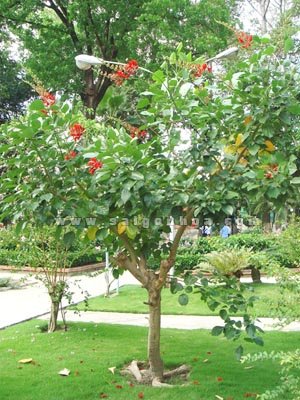 Cây Osaka Đỏ