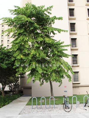 Cây Ngọc Lan Tây