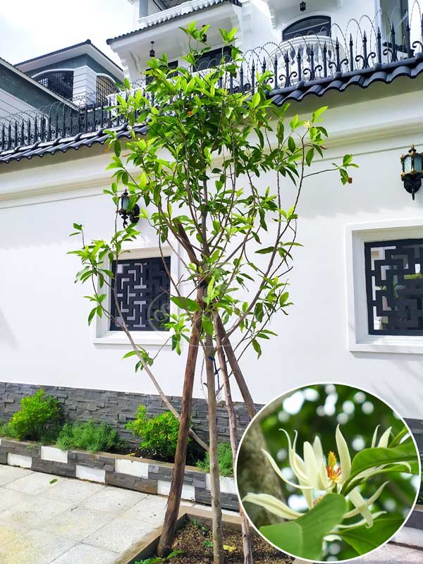 Cây Ngọc Lan Ta