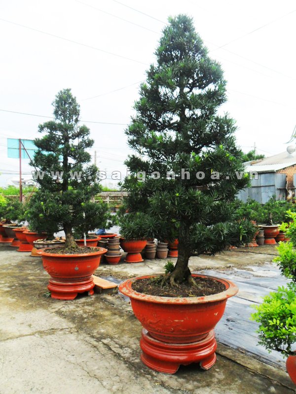 Cây Vạn Niên Tùng Cao 2 m – 2.5 m