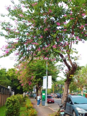 Cây Móng Bò Tím