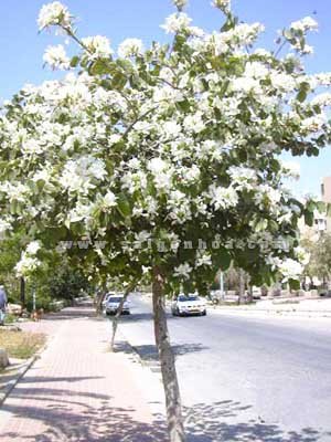 Cây Móng Bò Trắng