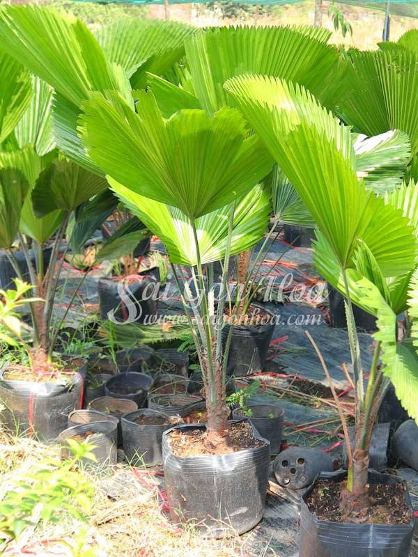 Cây Kè Nhật