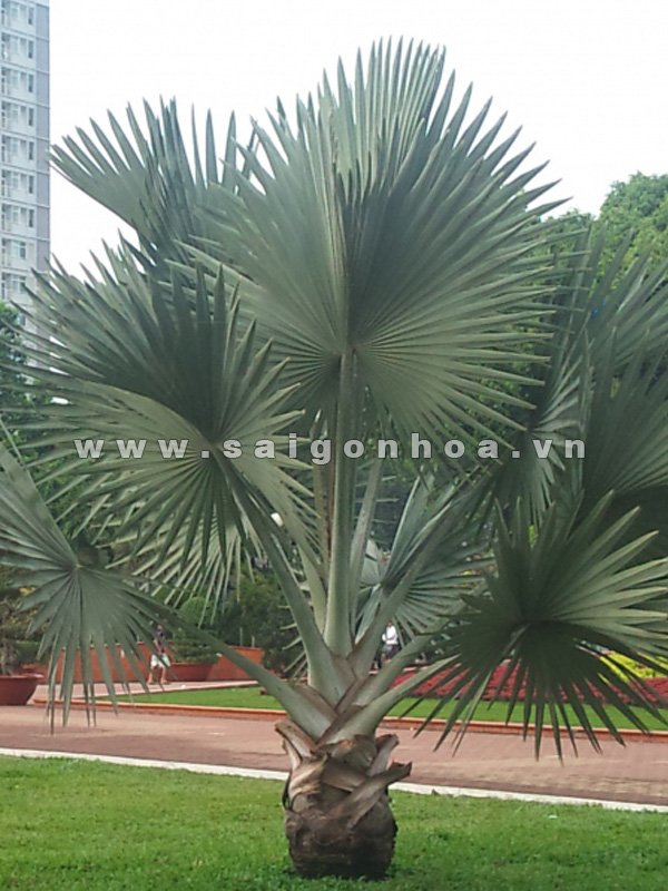 Cây Kè Bạc
