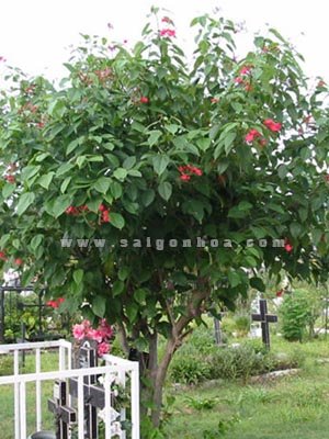 Cây Hồng Mai