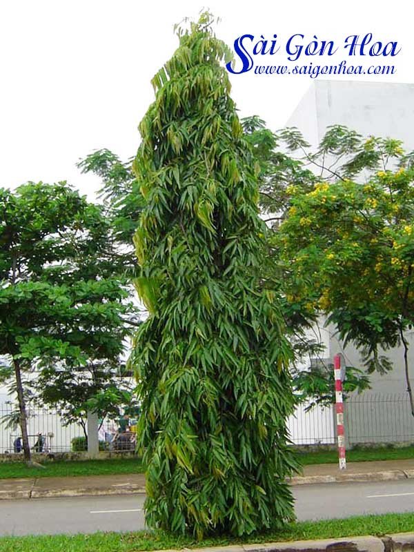 Cây Hoàng Nam