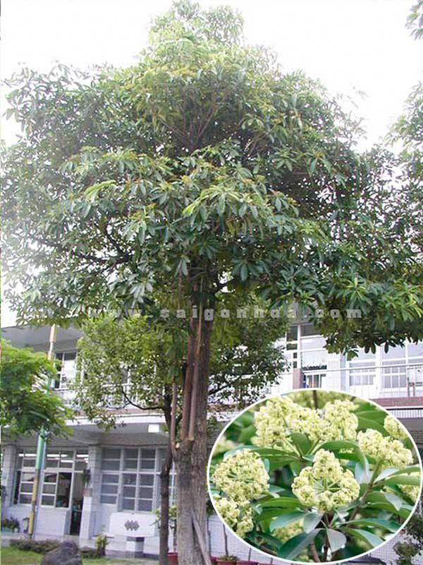 Cây Hoa Sữa