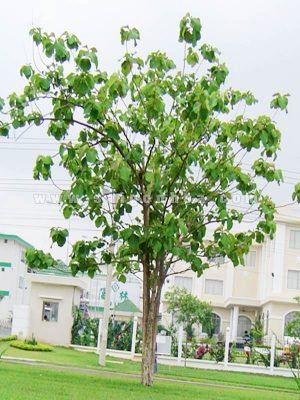 Cây Giá Tỵ