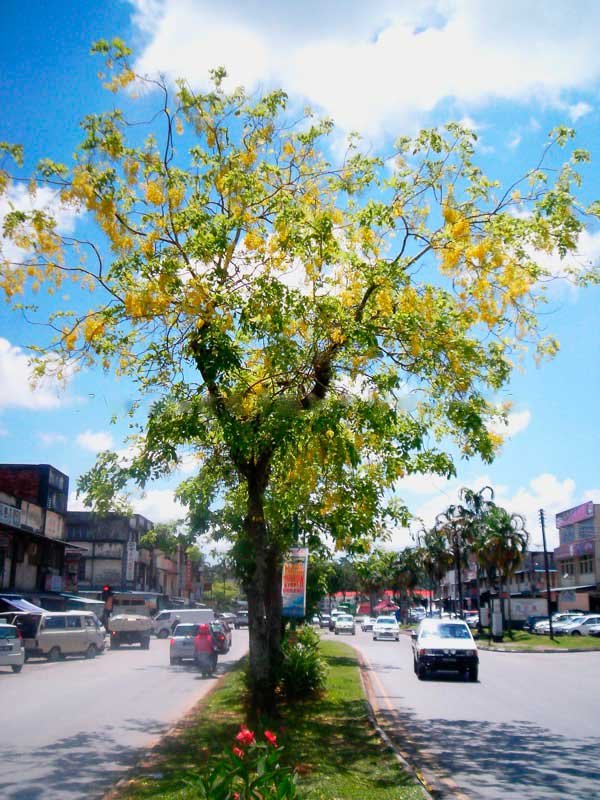 Cây Muồng Hoa Vàng