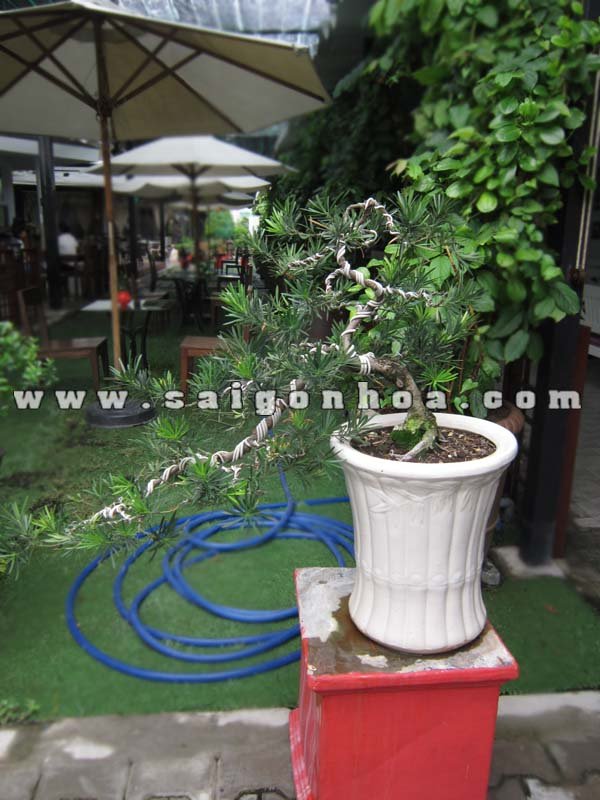Cây Vạn Niên Tùng Cao 30 cm – 50 cm
