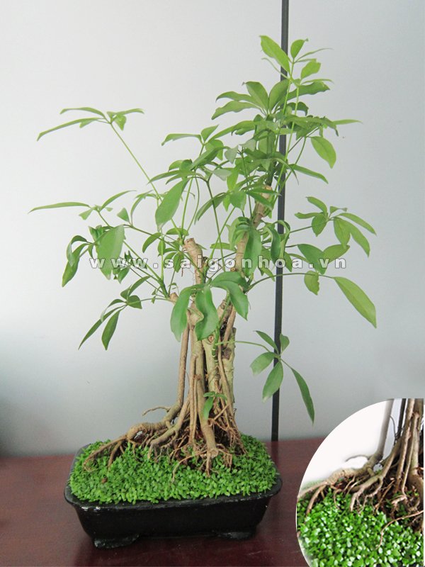 Cây ngũ gia bì bonsai