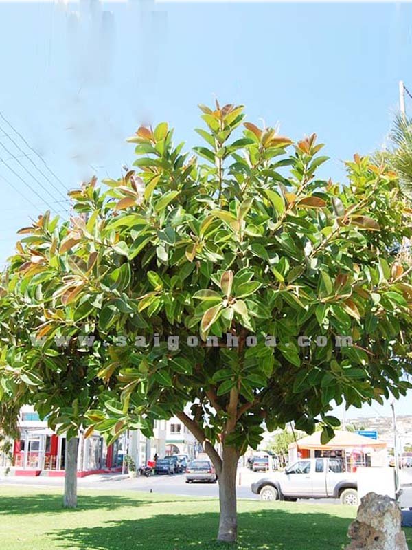 Cây Đa Búp Đỏ