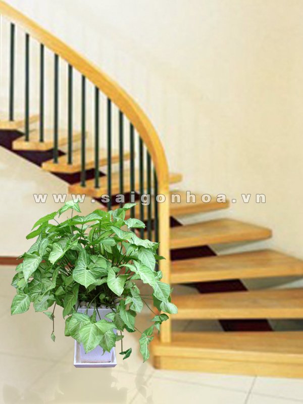Cây Tróc bạc