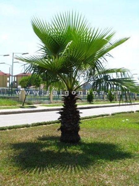 Cây Cọ Tàu