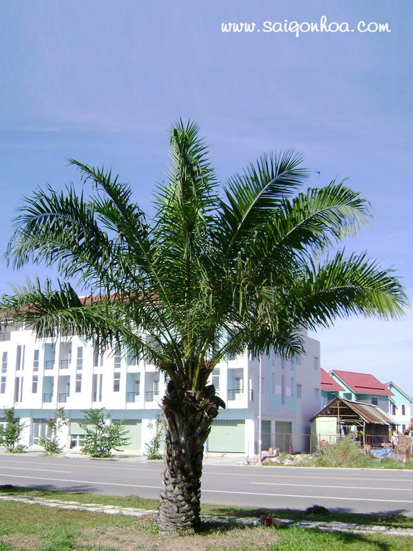Cây Cọ Dầu