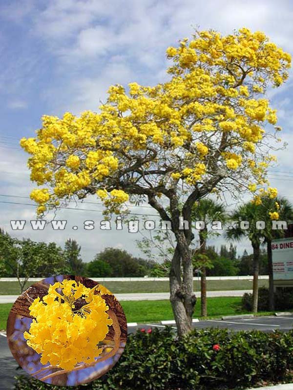 Cây Chuông Vàng