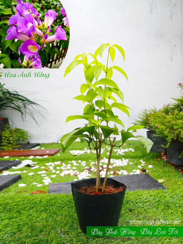 Dây Ánh Hồng