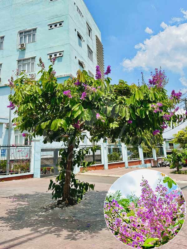 Cây Bằng Lăng