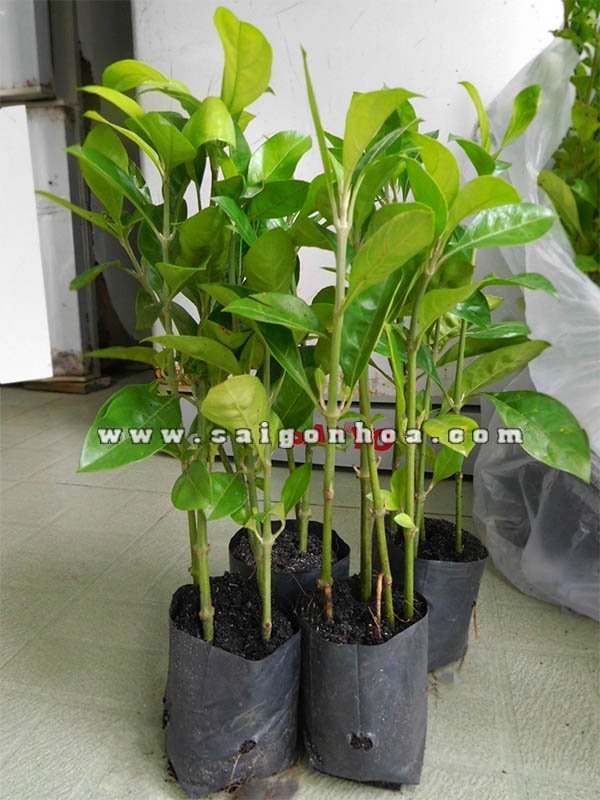 Cây Ắc Ó
