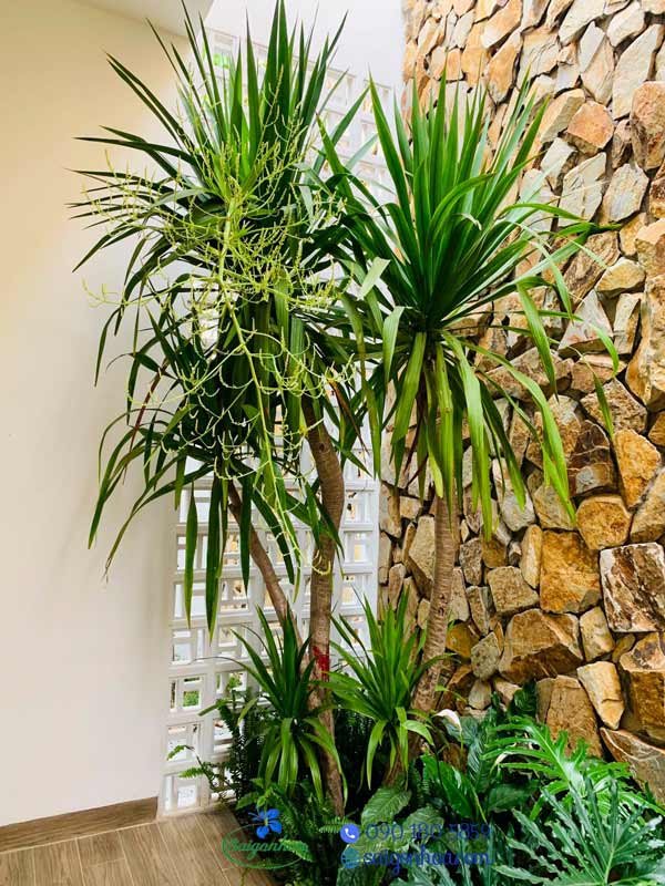 Tiểu Cảnh Giếng Trời 04
