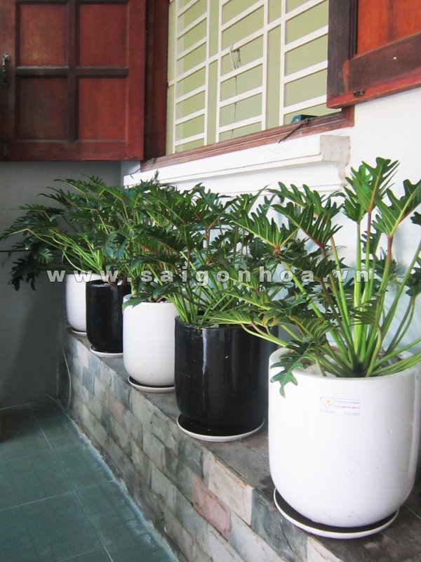 Chậu Cây Trầu Bà Chân Vịt