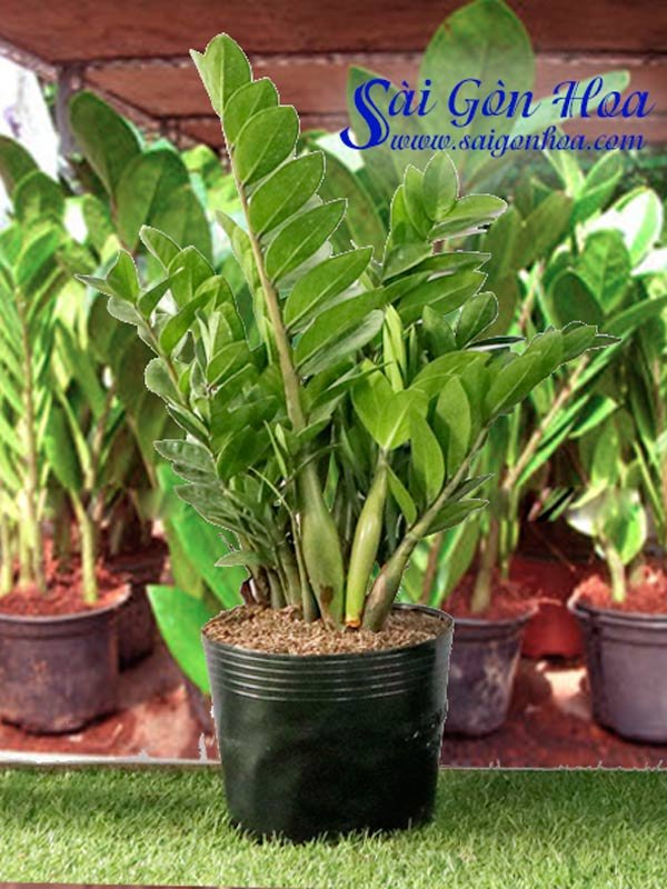 Cây Kim Tiền – Kim Phát Tài